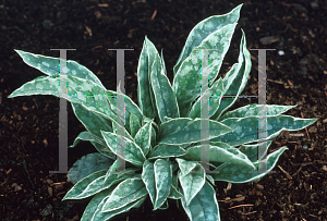 Picture of Pulmonaria x 'Raspberry Ice'