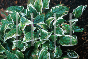 Picture of Salvia nipponica 'Fuji Snow'