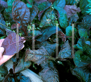 Picture of Salvia lyrata 'Burgundy Bliss'