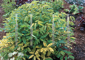 Picture of Sanguisorba obtusa 'Lemon Splash'