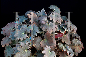 Picture of Saxifraga fortunei 'Velvet'