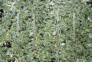 Picture of Silene uniflora 'Druett's Variegated'