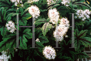 Picture of Tiarella  'Black Velvet'