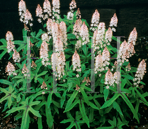 Picture of Tiarella  'Cygnet'