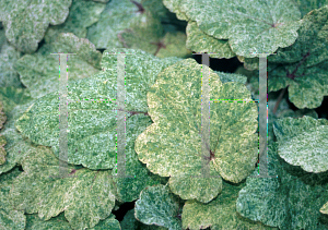 Picture of Tiarella  'Heronswood Mist'