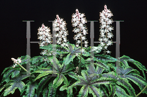 Picture of Tiarella  'Iron Butterfly'