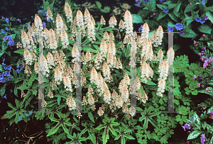 Picture of Tiarella  'Mint Chocolate'