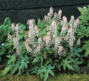 Picture of Tiarella cordifolia 'Pink Bouquet'