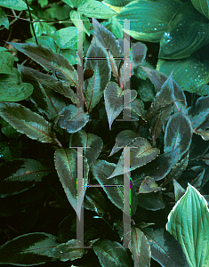 Picture of Polygonum virginianum 'Compton's Form'