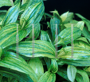 Picture of Tricyrtis x 'Lightning Strike'