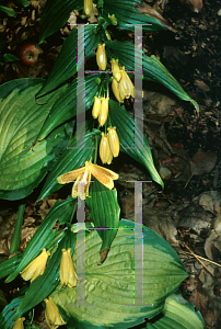 Picture of Tricyrtis macrantha ssp. macranthopsis 