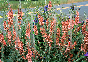 Picture of Verbascum  'Helen Johnson'