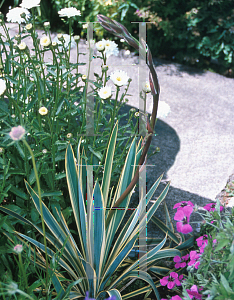 Picture of Yucca filamentosa 'Bright Edge'