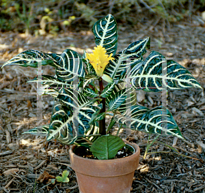 Picture of Aphelandra squarrosa 