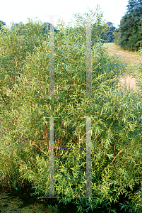 Picture of Salix nigra 