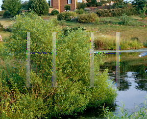 Picture of Salix nigra 