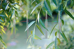 Picture of Salix nigra 