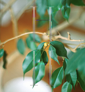 Picture of Ficus benjamina 