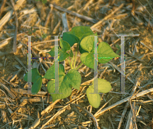 Picture of Ipomoea purpurea 