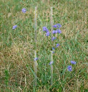 Picture of Cichorium intybus 