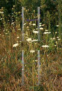 Picture of Ammi majus 