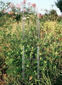 Picture of Ambrosia artemisiifolia 