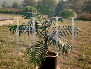 Picture of Chamaedorea elegans 