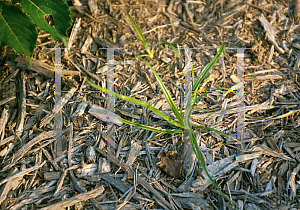 Picture of Cyperus esculentus 