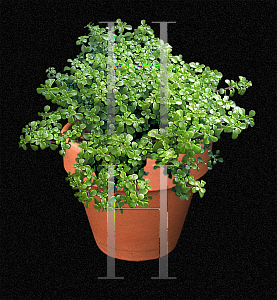 Picture of Sedum makinoi 'Ogon'