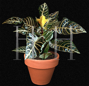 Picture of Aphelandra squarrosa 