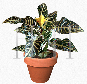 Picture of Aphelandra squarrosa 