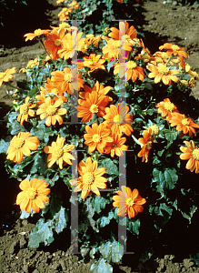Picture of Tithonia rotundifolia 'Fiesta Del Sol'