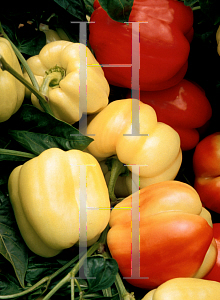 Picture of Capsicum annuum var. annuum 'Blushing Beauty'