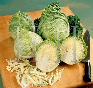 Picture of Brassica oleracea var. sabauda 'Savoy Express'