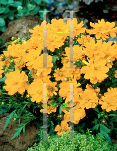 Picture of Cosmos sulphureus 