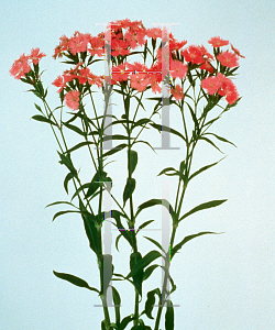 Picture of Dianthus  'Melody Pink'