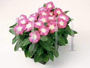 Picture of Catharanthus roseus 'Stardust Orchid'