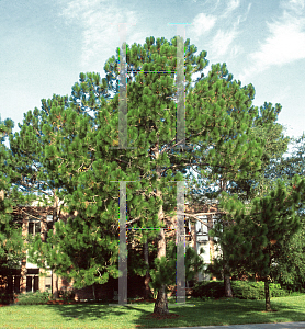 Picture of Pinus elliottii 