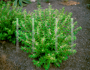 Picture of Callicarpa dichotoma 