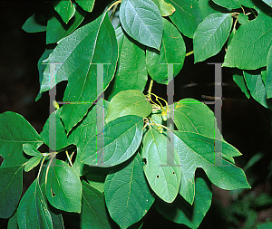 Picture of Sassafras albidum 