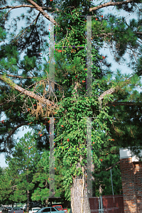 Picture of Campsis radicans 