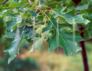 Picture of Quercus velutina 