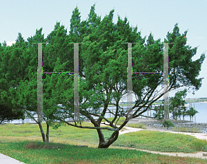 Picture of Juniperus virginiana 
