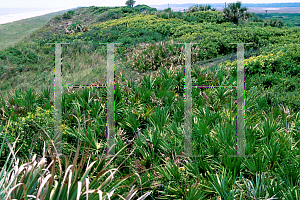 Picture of Serenoa repens 