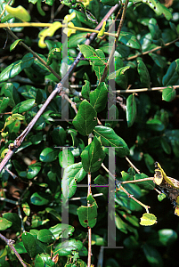 Picture of Quercus myrtifolia 