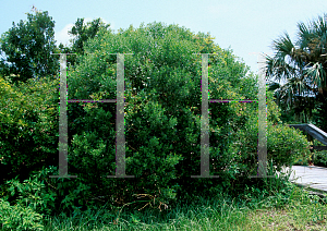 Picture of Baccharis halimifolia 