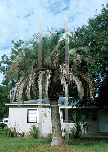 Picture of Butia capitata 