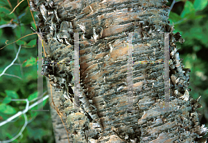 Picture of Betula alleghaniensis 