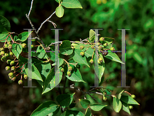 Picture of Aronia melanocarpa 