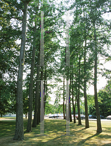 Picture of Ginkgo biloba 